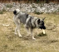 Kane, a male Norwegian Elkhound for sale in Colorado Springs, CO – 1 of 3