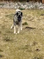 Kane, a male Norwegian Elkhound for sale in Colorado Springs, CO – 2 of 3