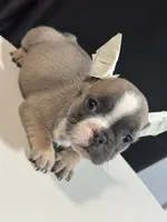 Ella, a female French Bulldog for sale in Boston, MA – 5 of 6