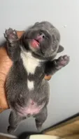 Otis , a male French Bulldog for sale in Boston, MA – 3 of 3