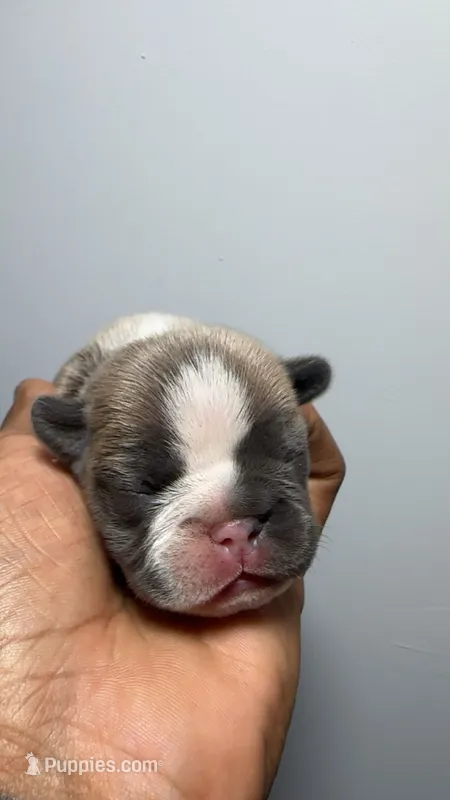 Bella  – French Bulldog puppy for sale in Boston, MA