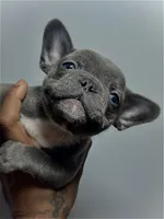 Otis, a male French Bulldog for sale in Boston, MA – 4 of 6