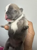 Bella , a female French Bulldog for sale in Boston, MA – 6 of 8