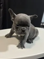Otis, a male French Bulldog for sale in Boston, MA – 6 of 6