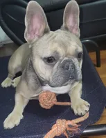 Yiyi, a female French Bulldog for sale in Boston, MA – 5 of 5