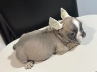 Ella, a female French Bulldog for sale in Boston, MA – 2 of 6