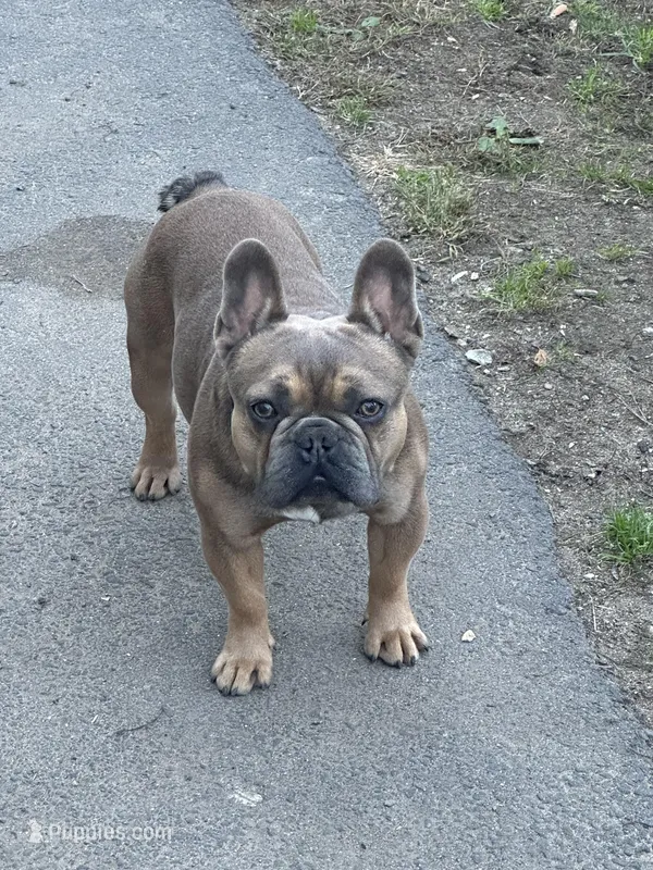 Stivie  – French Bulldog puppy for sale in Boston, MA