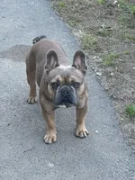 Stivie , a male French Bulldog for sale in Boston, MA – Photo 1 of 2