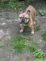 Stivie , a male French Bulldog for sale in Boston, MA – Photo 2 of 2