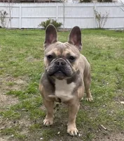 Yiyi, a female French Bulldog for sale in Boston, MA – 4 of 5