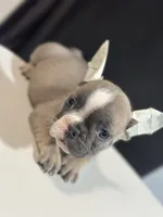 Ella, a female French Bulldog for sale in Boston, MA – 4 of 6