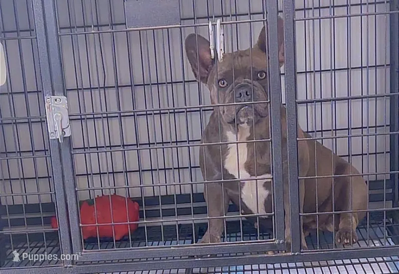 Zoey  – French Bulldog puppy for sale in Boston, MA