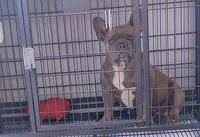 Zoey , a female French Bulldog for sale in Boston, MA – Photo 1 of 2