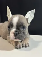 Ella, a female French Bulldog for sale in Boston, MA – 6 of 6