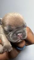 Mía , a female French Bulldog for sale in Boston, MA – 3 of 3