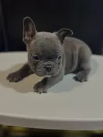 Otis, a male French Bulldog for sale in Boston, MA – 3 of 6