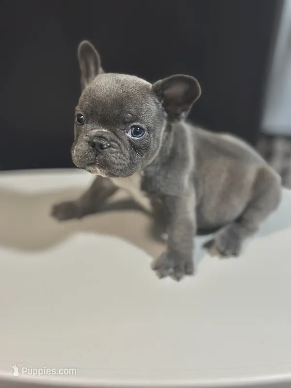 Otis – French Bulldog puppy for sale in Boston, MA