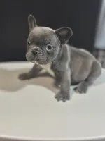Otis, a male French Bulldog for sale in Boston, MA – 1 of 6