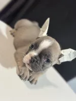 Ella, a female French Bulldog for sale in Boston, MA – 3 of 6