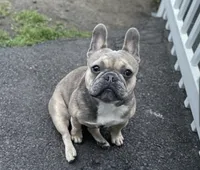Yiyi, a female French Bulldog for sale in Boston, MA – 3 of 5