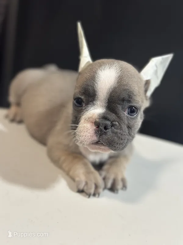Ella – French Bulldog puppy for sale in Boston, MA