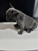 Otis, a male French Bulldog for sale in Boston, MA – 2 of 6