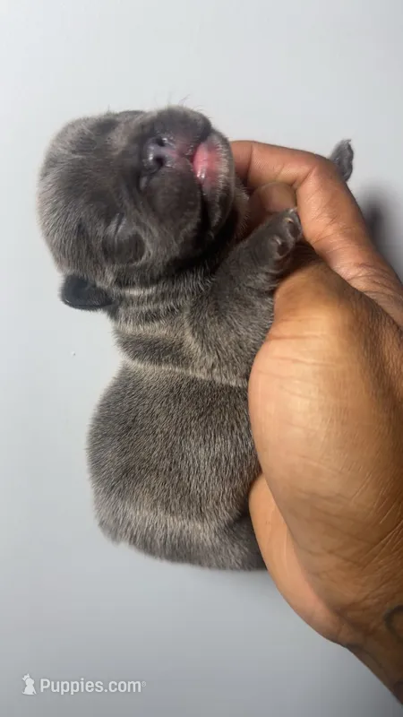 Otis  – French Bulldog puppy for sale in Boston, MA