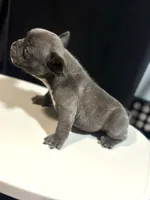 Otis, a male French Bulldog for sale in Boston, MA – 5 of 6