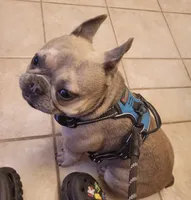 Yiyi, a female French Bulldog for sale in Boston, MA – 1 of 5