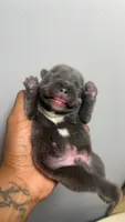 Otis , a male French Bulldog for sale in Boston, MA – 2 of 3