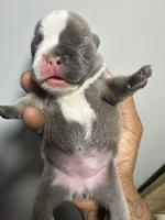 Bella , a female French Bulldog for sale in Boston, MA – 8 of 8