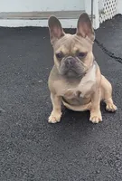 Yiyi, a female French Bulldog for sale in Boston, MA – 2 of 5