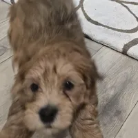 Yorkipoo4, a male Yorkipoo for sale in Miami Shores, FL – Photo 2 of 2