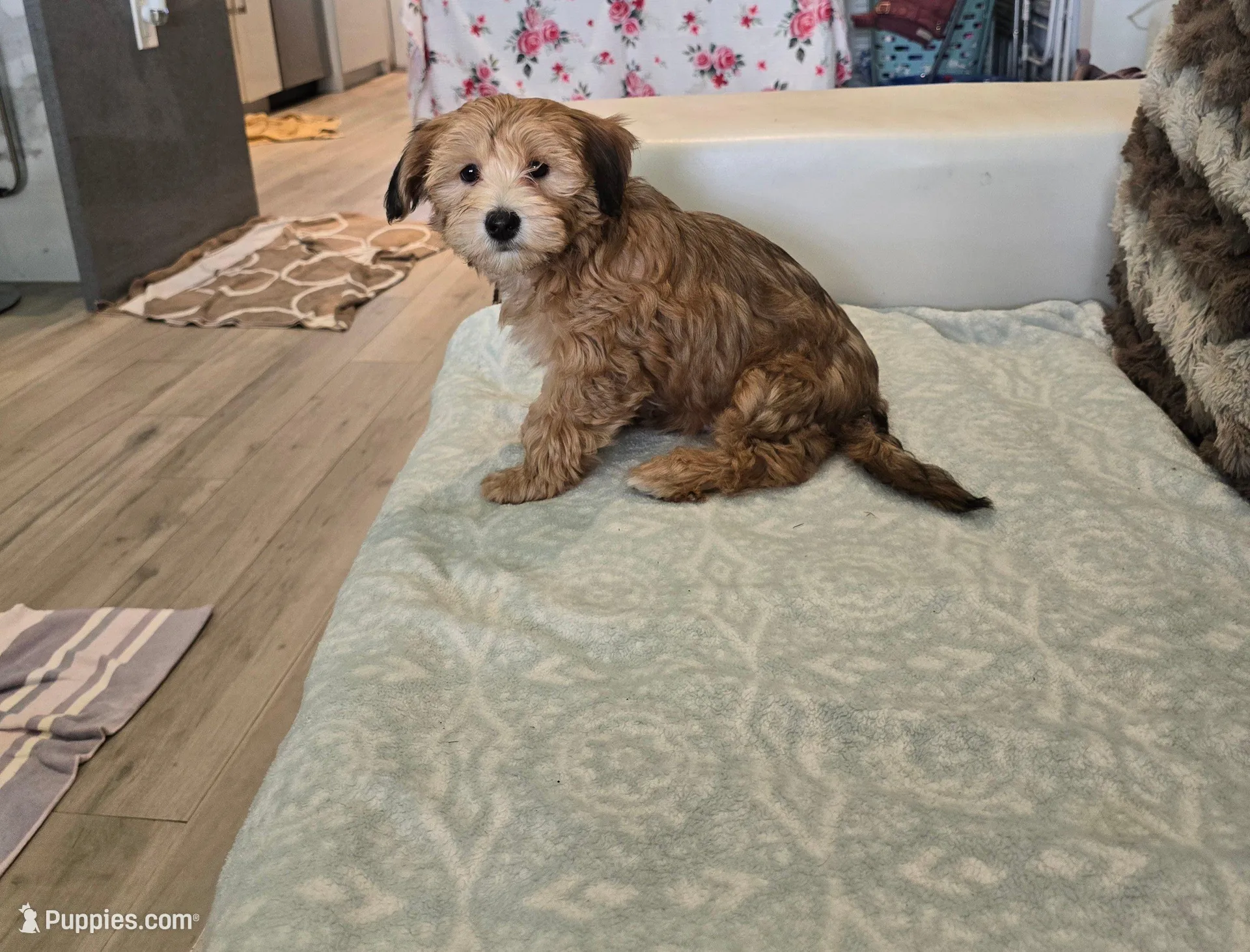 Yorkipoo4 – Yorkipoo puppy for sale in Miami Shores, FL