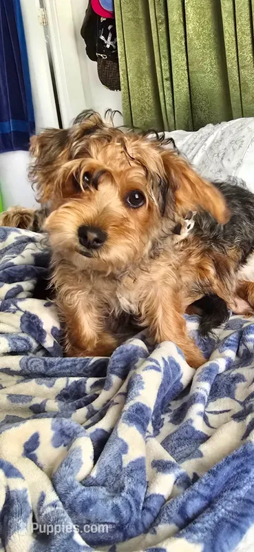 Yorkipoo1 – Yorkipoo puppy for sale in Miami Shores, FL