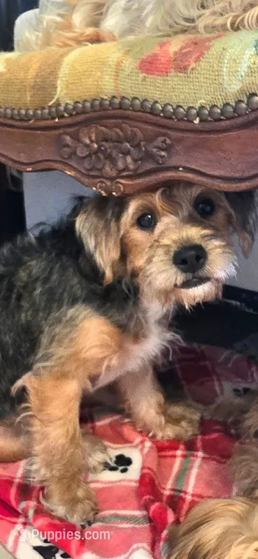 Yorkipoo5 – Yorkipoo puppy for sale in Miami Shores, FL