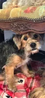 Yorkipoo5, a male Yorkipoo for sale in Miami Shores, FL – 1 of 2