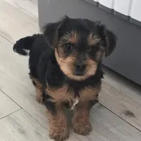 Yorkipoo1, a male Yorkipoo for sale in Miami Shores, FL – 1 of 1