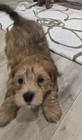 Yorkipoo3, a male Yorkipoo for sale in Miami Shores, FL – 2 of 2