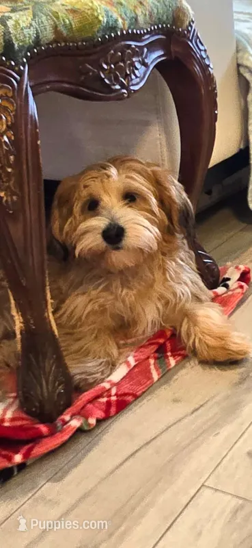 Yorkipoo3 – Yorkipoo puppy for sale in Miami Shores, FL