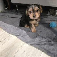 Yorkipoo5, a male Yorkipoo for sale in Miami Shores, FL – 1 of 1