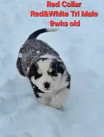 Red Collar, a male Border Collie for sale in Bybee, TN – Photo 5 of 10