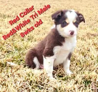 Red Collar, a male Border Collie for sale in Bybee, TN – Photo 9 of 10
