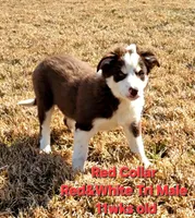 Red Collar, a male Border Collie for sale in Bybee, TN – Photo 4 of 10