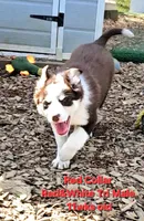 Red Collar, a male Border Collie for sale in Bybee, TN – Photo 2 of 10