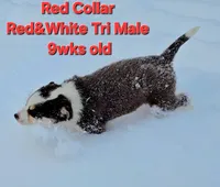 Red Collar, a male Border Collie for sale in Bybee, TN – Photo 6 of 10