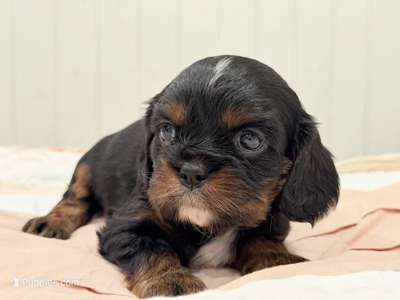 Cassie – Cavalier King Charles Spaniel puppy for sale in Waxahachie, TX