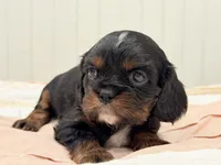 Tiny Cassie, a female Cavalier King Charles Spaniel for sale in Waxahachie, TX – Photo 1 of 2