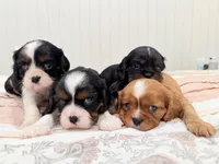 Tiny Cassie, a female Cavalier King Charles Spaniel for sale in Waxahachie, TX – Photo 2 of 2