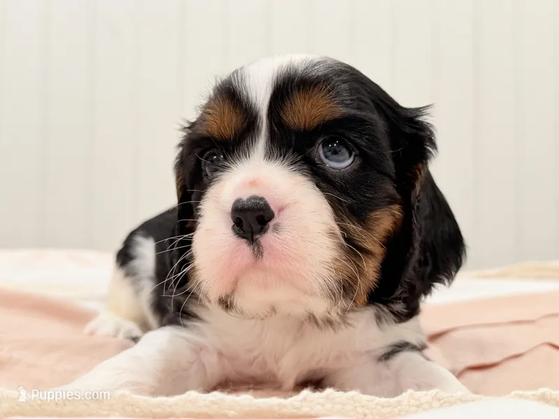 Boon – Cavalier King Charles Spaniel puppy for sale in Waxahachie, TX